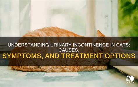 Incontinence in Cats: Causes, Symptoms, and。